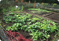 Read more about the article Castle Street Community Garden